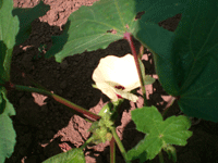 オクラの花