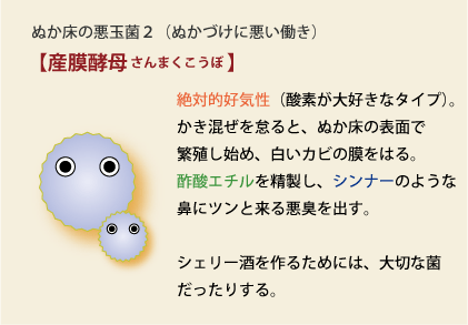 産膜酵母