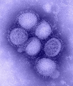 virus