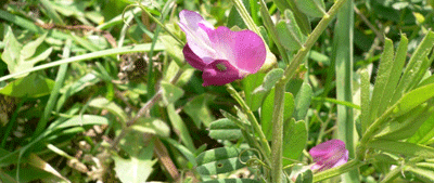 karasubna