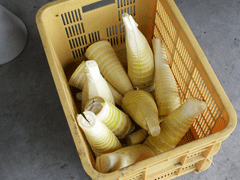 むいたの