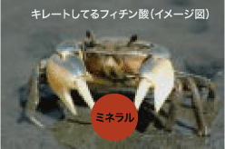 蟹