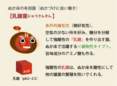 乳酸菌解説