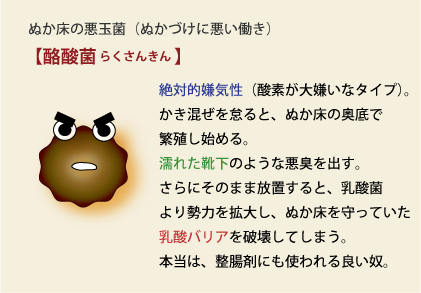 酢酸菌解説