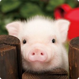 cutepig