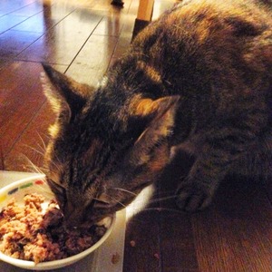 2014-08-18猫