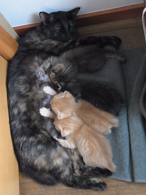 親子猫