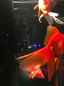 琉金