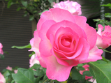 薔薇