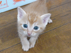 青い目の子猫