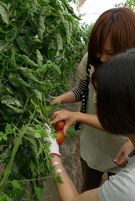 tomato大 (2)