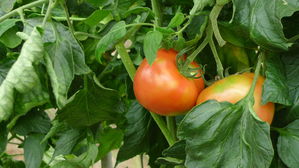 tomato大