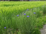 yaguruma182