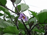 nasuhana1807
