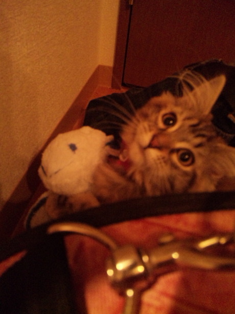 はむこさん