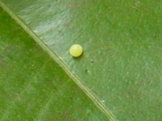 RIMG5112