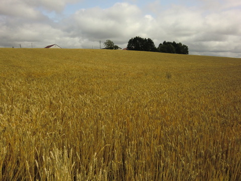 CIMG3758