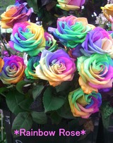 Rainbow Rose