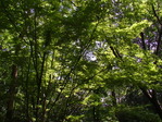 105249みかも山