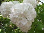 135553みかも山
