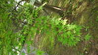 090036みかも山