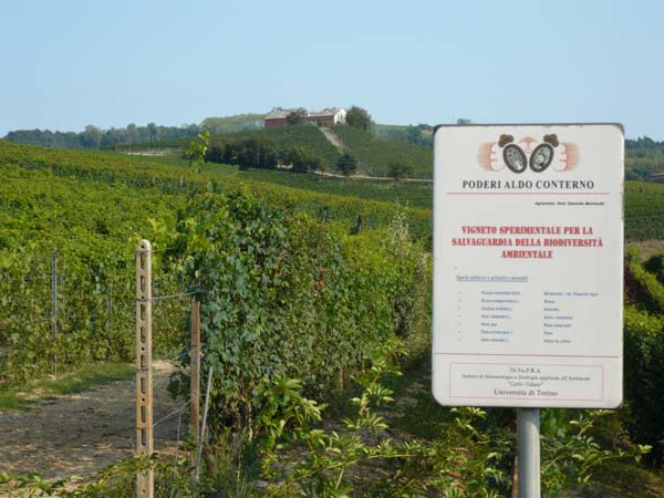 A_Conterno_campo09
