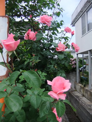 2018_06010001