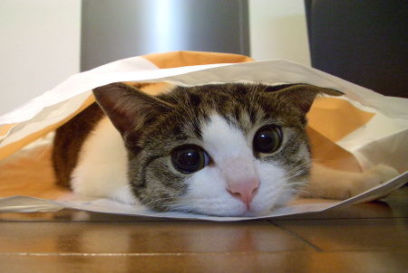 猫