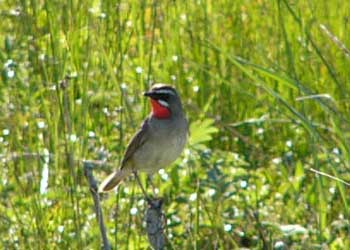 Siberian Rubythroat001