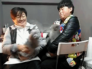 猫とPCケース 80台目 	YouTube動画>16本 ->画像>309枚 