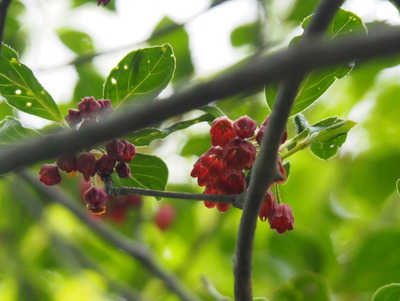 P5281346