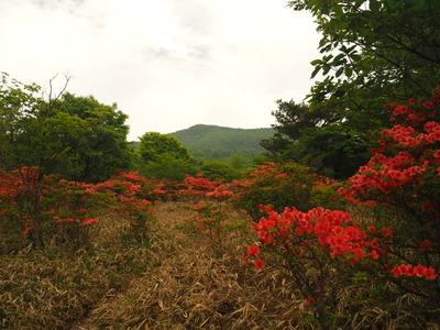 P5281274