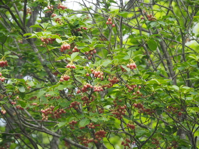 P5281249