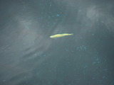DSCF0004