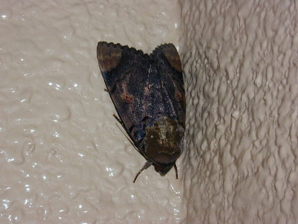 toko-0311fukura