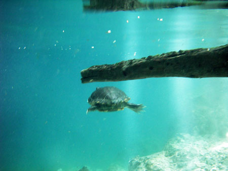 b_gran-cenote2-4