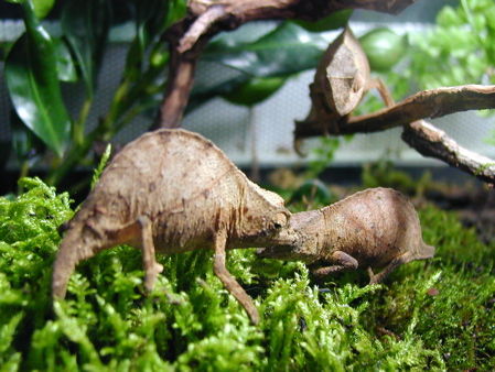 Rhampholeon Uluguruensis