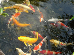 fish2