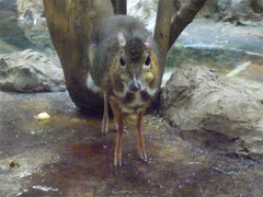 Zoo1