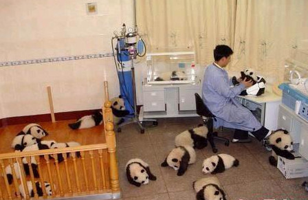 panda2