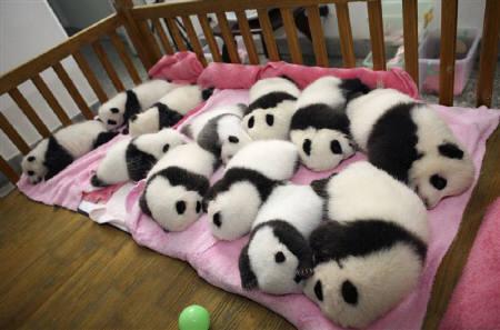 panda3