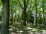 船橋市行田・行田公園-20040614-DSC02813