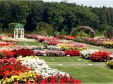 八千代市大和田新田・京成バラ園