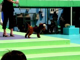 20050505-��������Į2�����ݡ��ȥ������ȡ��ڥåȥ������͡��������Υե��å���󥷥硼-1331-DSC00734