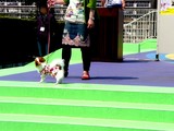 20050505-��������Į2�����ݡ��ȥ������ȡ��ڥåȥ������͡��������Υե��å���󥷥硼-1334-DSC00740