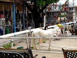 20050506-船橋市北本町2・船橋乗馬クラブ-1015-DSC01145