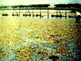 1994(平成6)年9月:三番瀬・青潮の発生によりアサリが被害・行徳漁業共同組合-DSC09054