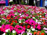 20050508-船橋市浜町2・ららぽーと・花壇とポール-1514-1514-DSC09589