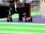 20050505-��������Į2�����ݡ��ȥ������ȡ��ڥåȥ������͡��������Υե��å���󥷥硼-1335-DSC00745