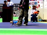 20050505-��������Į2�����ݡ��ȥ������ȡ��ڥåȥ������͡��������Υե��å���󥷥硼-1325-DSC00725